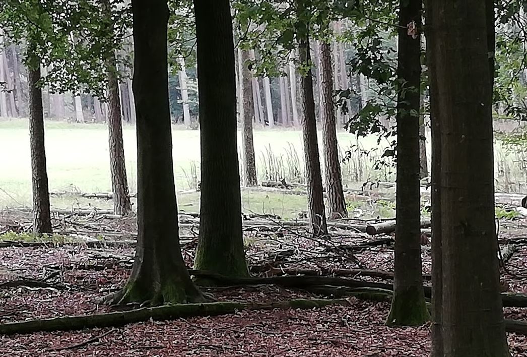 Hout, bouwmateriaal voor de toekomst Pandeo